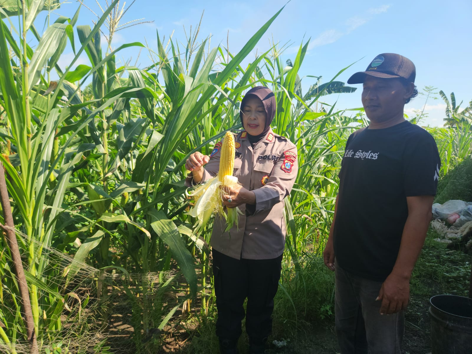 Kapolsek Gedangan Tinjau Lahan Jagung untuk Dukung Ketahanan Pangan Polresta Sidoarjo