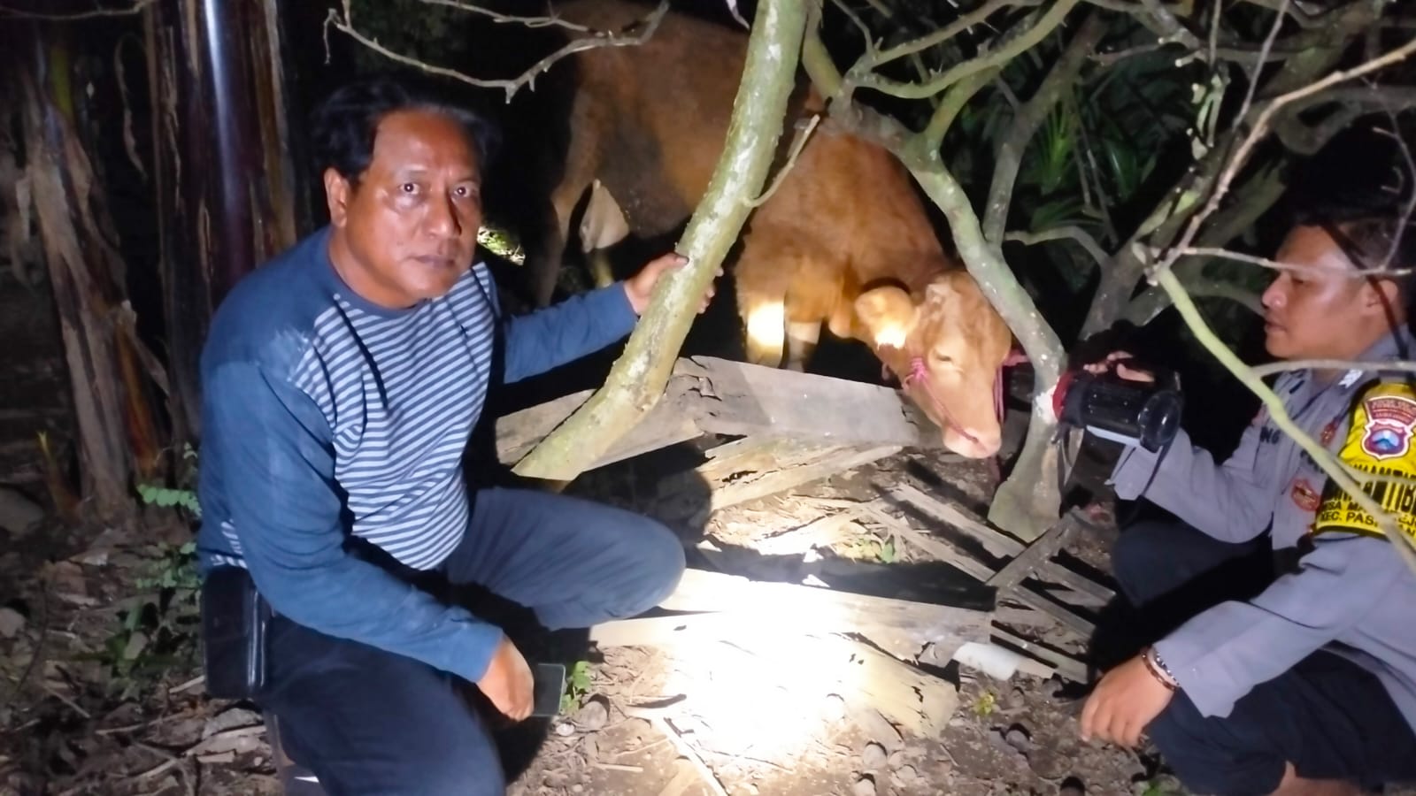 Polisi Berhasil Temukan Sapi Curian Milik Warga Tempeh Kidul di Perkebunan Jeruk Pasirian