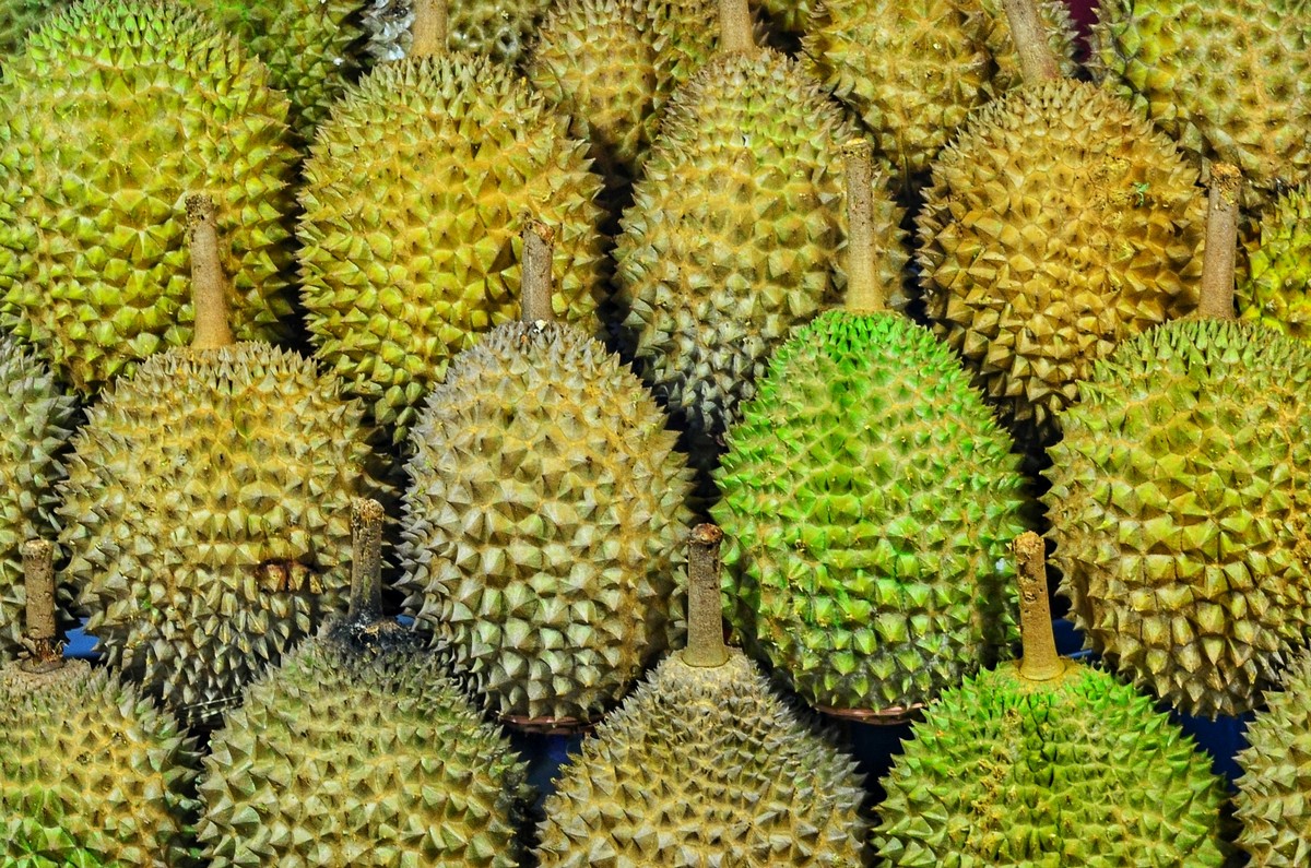 Menjelajahi Surga Durian di Petani Durian Montong Jawa Timur