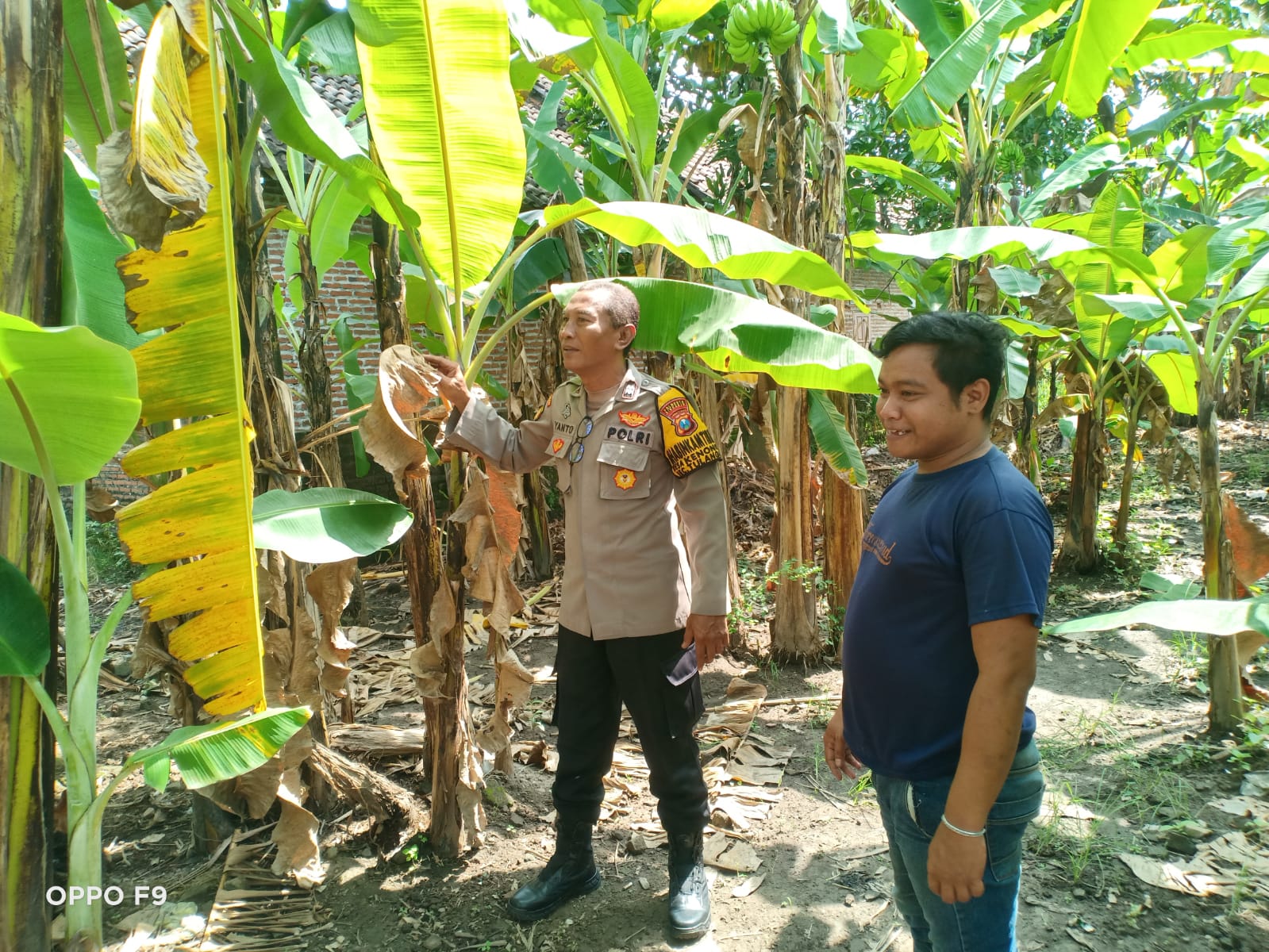 Bhabinkamtibmas Kenongo Tulangan Motivasi Warga Kembangkan Lahan Pisang, Wujudkan Ketahanan Pangan