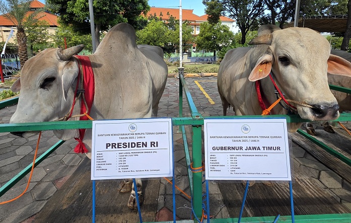 Presiden Prabowo, Gubernur Khofifah, dan Wagub Emil Kompak Pilih Sapi PO Lokal untuk Kurban di MAS
