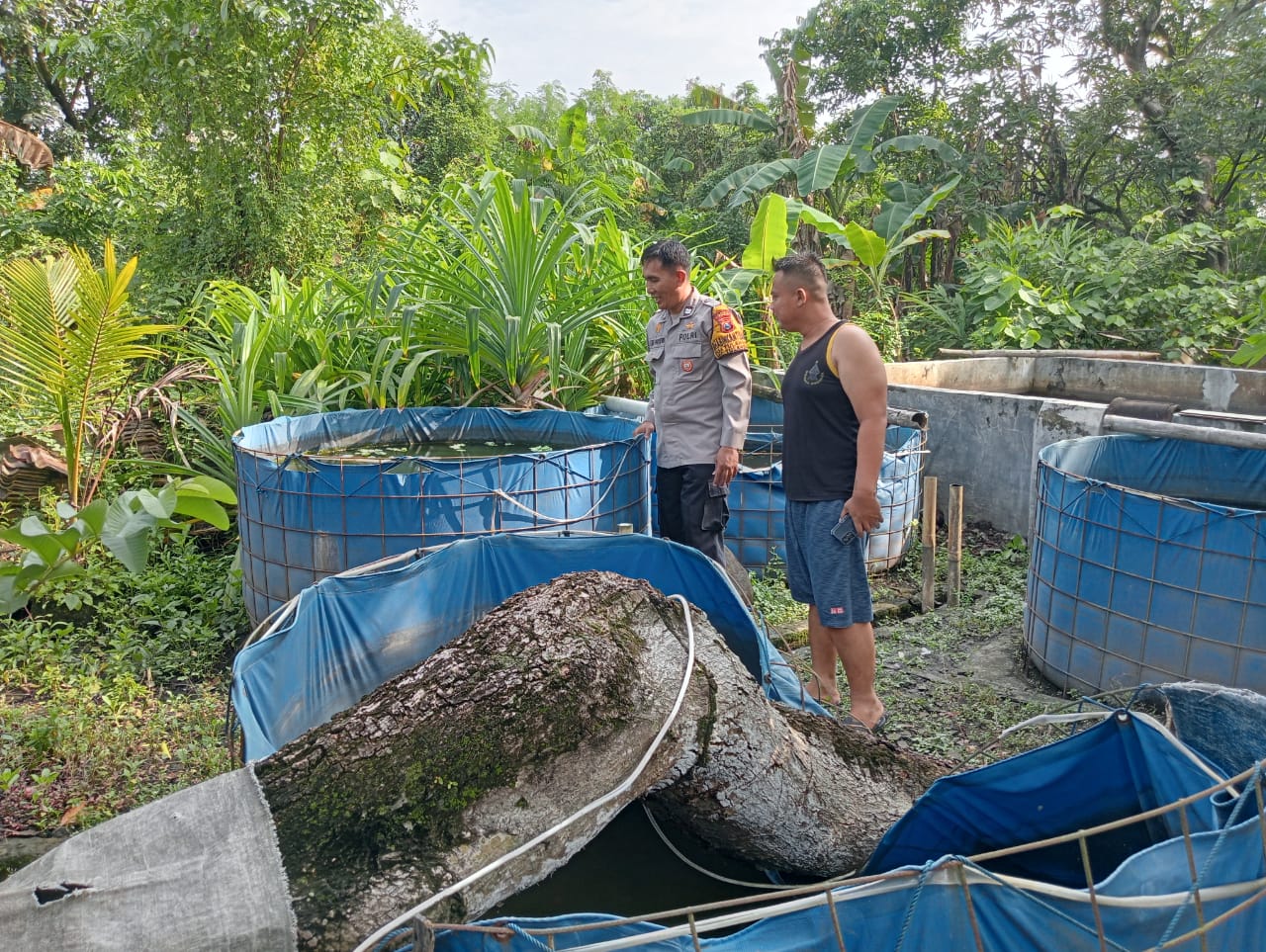 Cek Perkembangan Budi Daya Ikan Nila di Desa Tulangan, Polisi Optimalkan Program Ketahanan Pangan