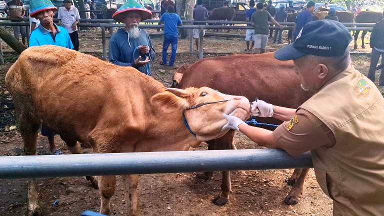 Penjualan Hewan Kurban di Madiun Lesu Jelang Iduladha
