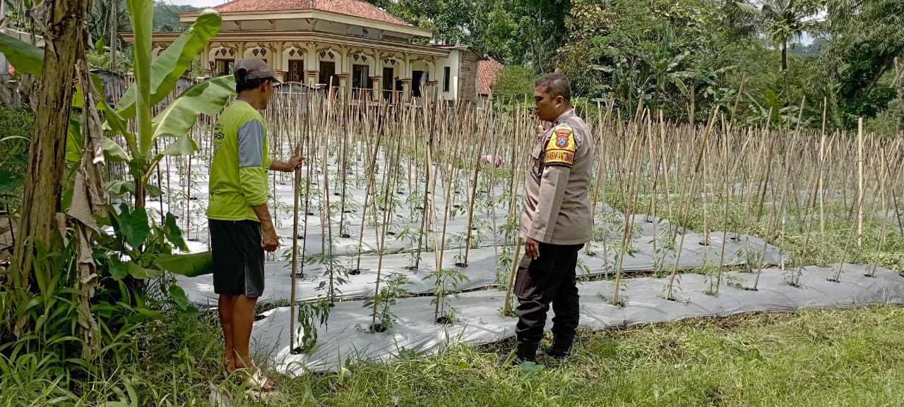 Bhabinkamtibmas Jambesari Jember Dampingi Petani Optimalisasi Pekarangan Pangan Bergizi
