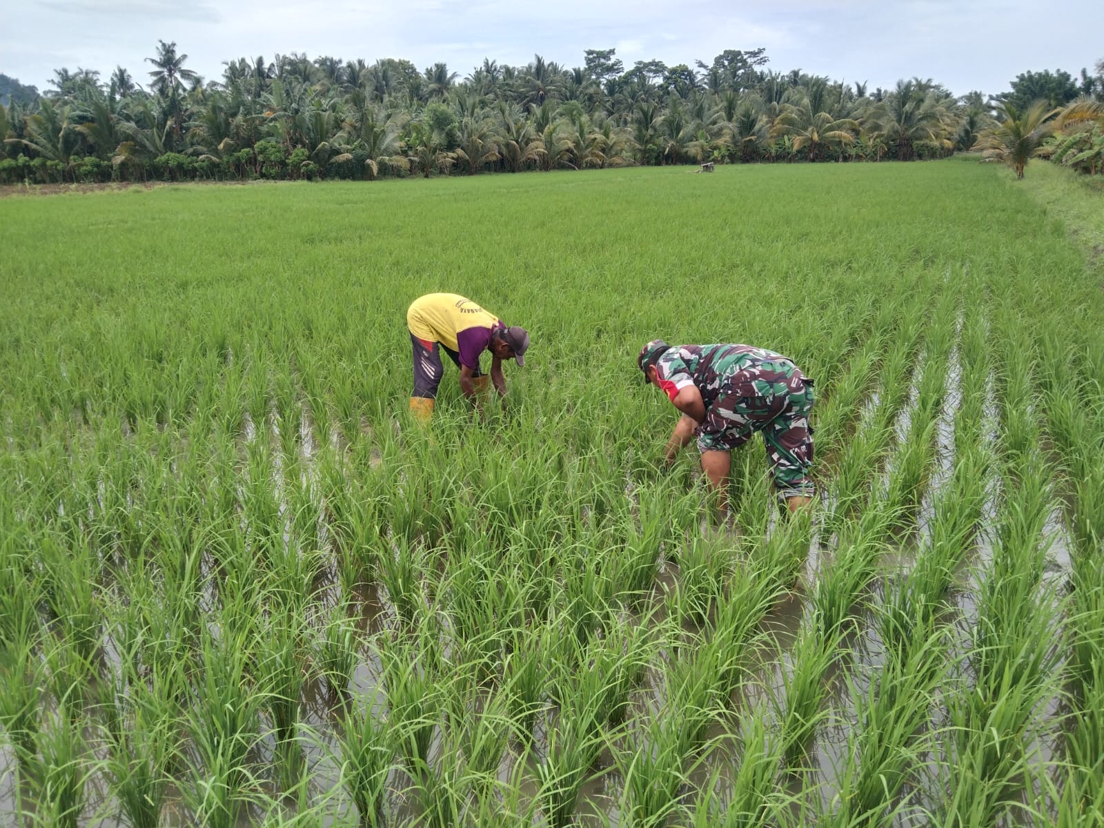 Babinsa Bulurejo Melakukan Pendampingan Turun ke Sawah untuk Meningkatkan Produktivitas Pertanian