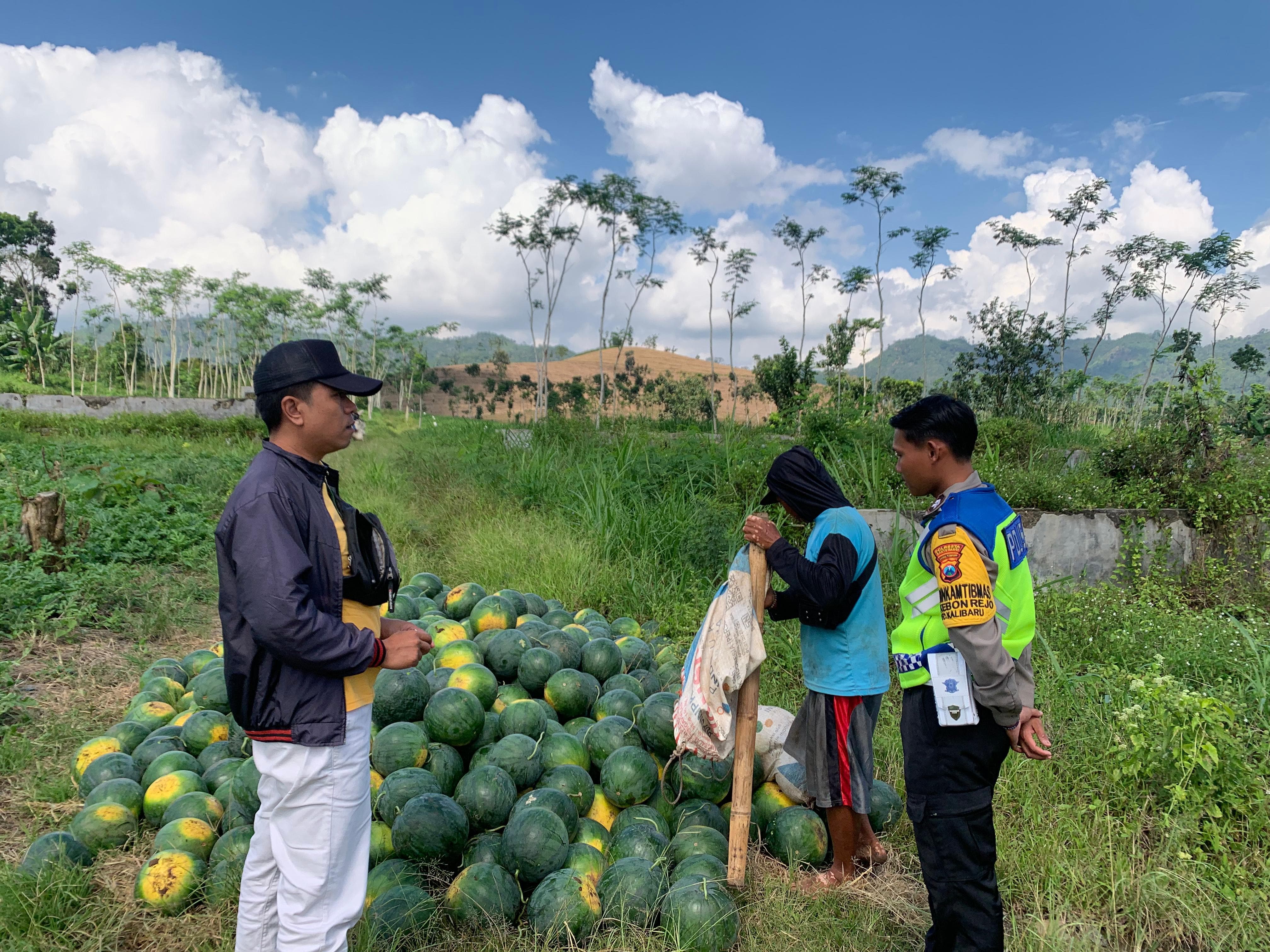 Bhabinkamtibmas Polresta Banyuwangi Dampingi Petani Semangka, Dorong Ketahanan Pangan dari Desa