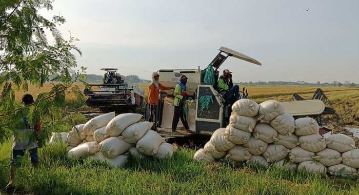 Dikelola Kemitraan, Persawahan Gedangrowo Sidoarjo Raih Juara