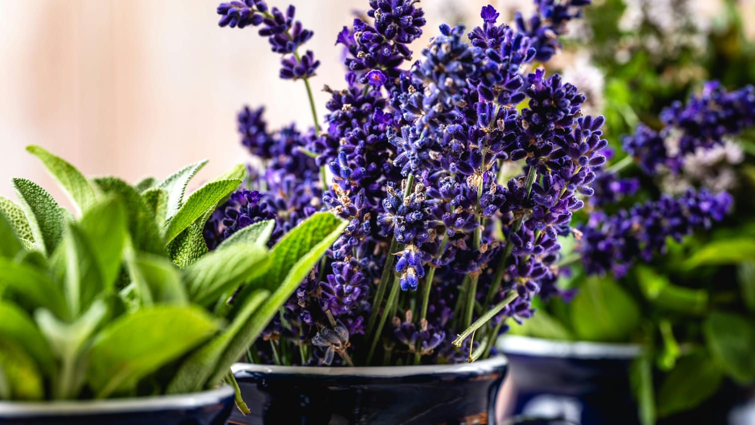 Tak Hanya Percantik Rumah, Tanaman Ini Juga Bisa Bantu Usir Serangga