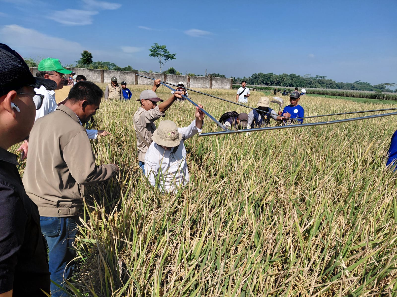 Kolaborasi Tiga Instansi Kembangkan Padi Sukma untuk Tingkatkan Pendapatan Petani