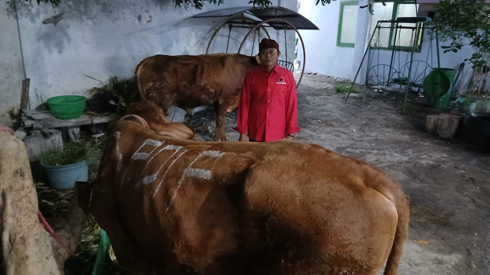 Perkuat Solidaritas Sosial, PDIP Jatim Salurkan 468 Sapi Kurban