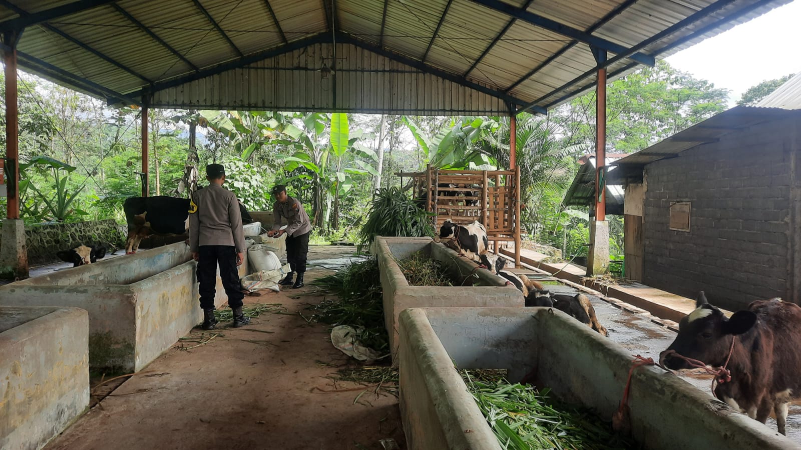 Polisi Tingkatkan Keamanan Peternak, Patroli Door to Door Sambang Kandang Sapi