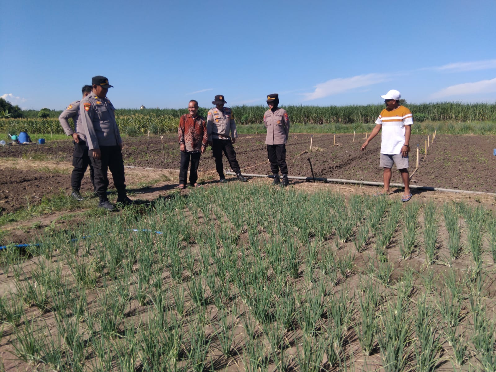 Satgas Ketahanan Pangan Polresta Sidoarjo Turun ke Sawah Desa Lemujut Krembung