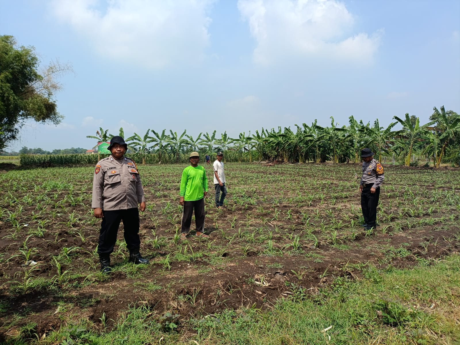 Polsek Balongbendo Dukung Program Ketahanan Pangan, Olah Lahan Tidur di Ponpes Jadi Produktif