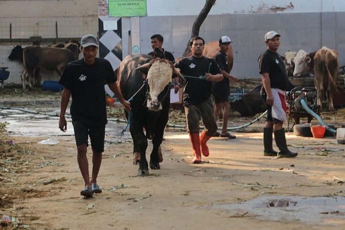 DKPP Kota Surabaya Siapkan Pengawasan Ketat Lalu Lintas dan Penjualan Hewan Kurban Jelang Iduladha 2025