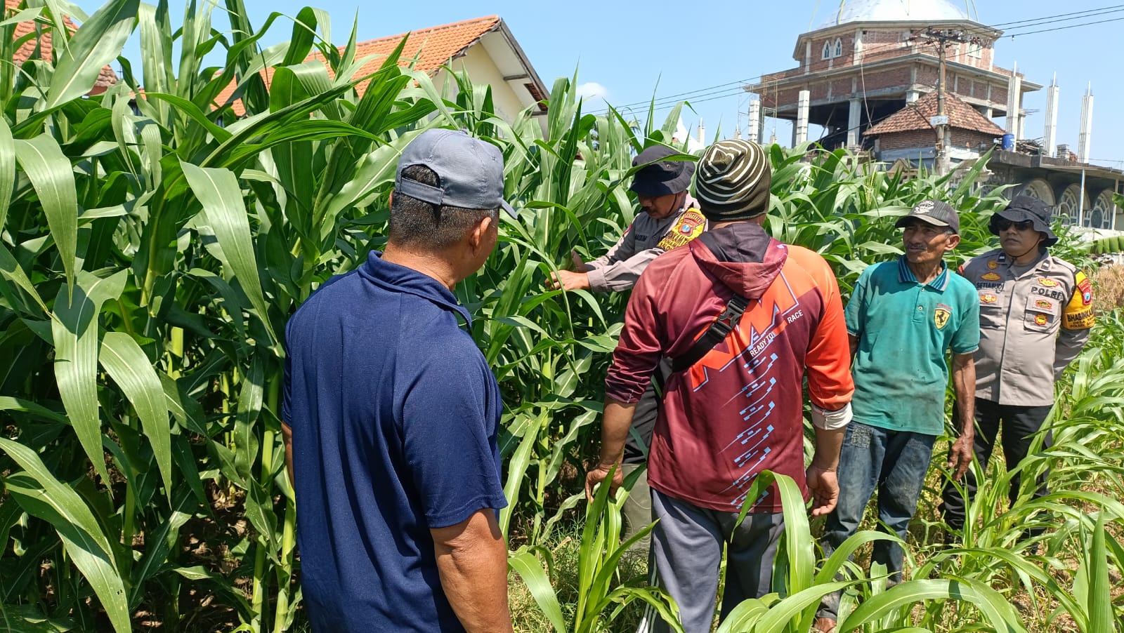 Polsek Balongbendo Perkuat Swasembada Pangan Nasional Bersama Petani