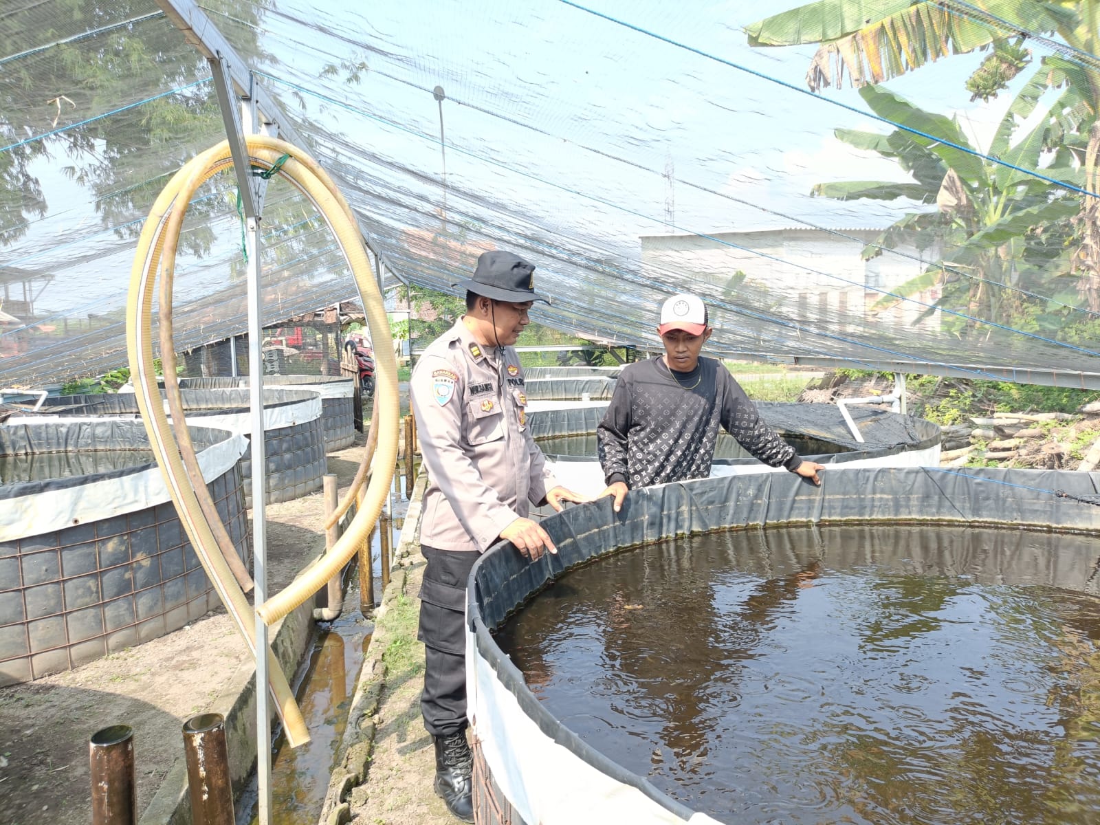 Budidaya Lele Jadi Andalan Ketahanan Pangan Desa Kebonagung Porong