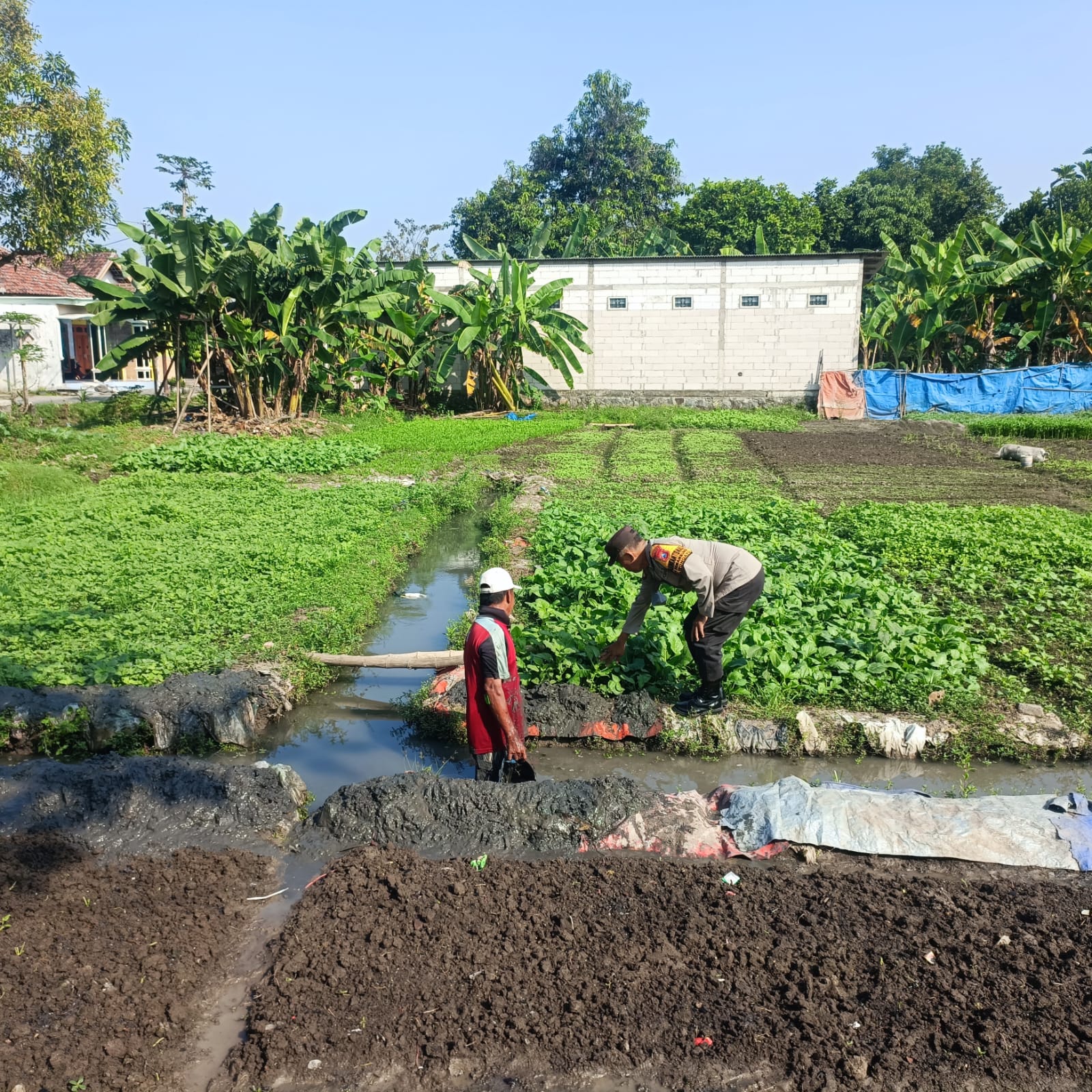 Warga Semambung Wonoayu Sulap Lahan Kosong Jadi Kebun Sayur Bayam