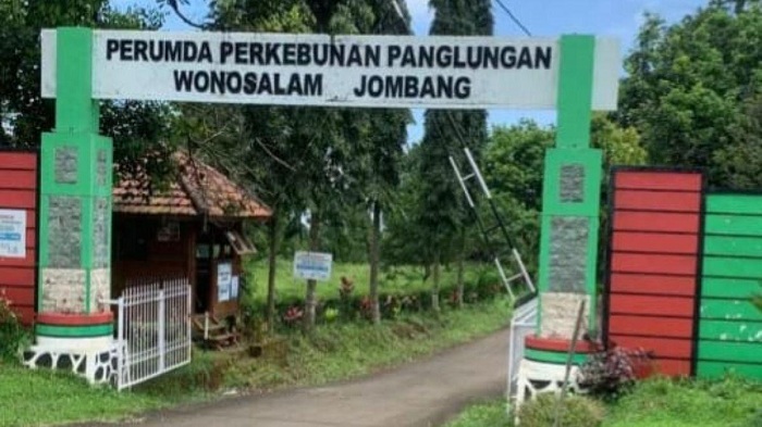 HGU Perumda Panglungan Jombang Mati Setahun, Perpanjangan Terkendala Selisih 5 Hektare