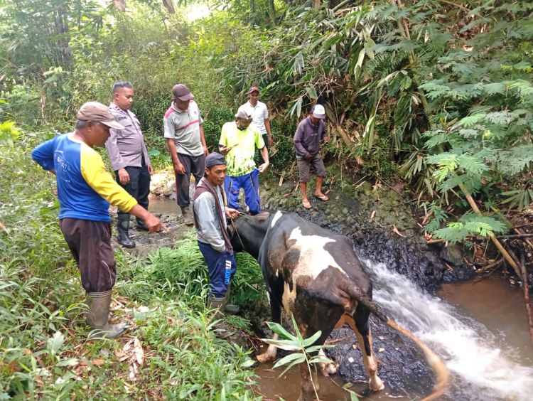 Sapi Curian di Pasuruan Terjatuh ke Jurang, Warga dan Polisi Lakukan Evakuasi