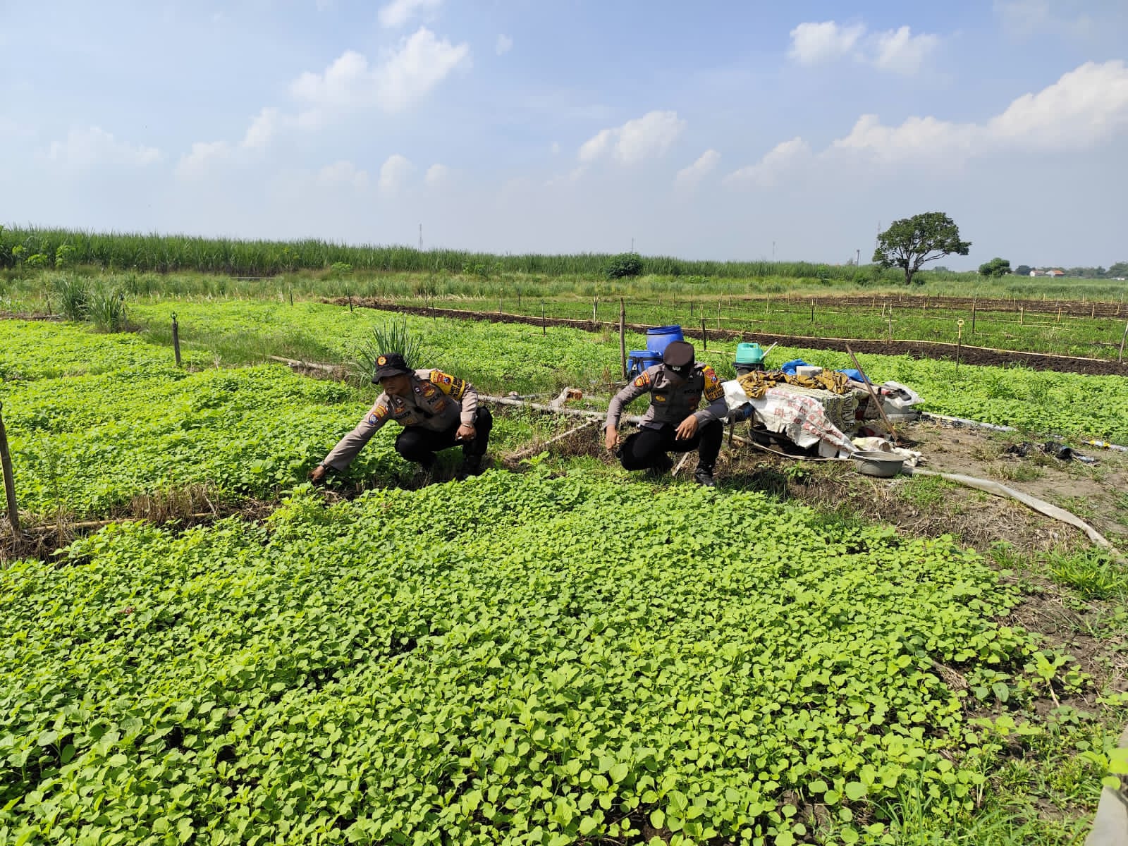 Polsek Krembung Turun ke Lahan P2B Lemujut