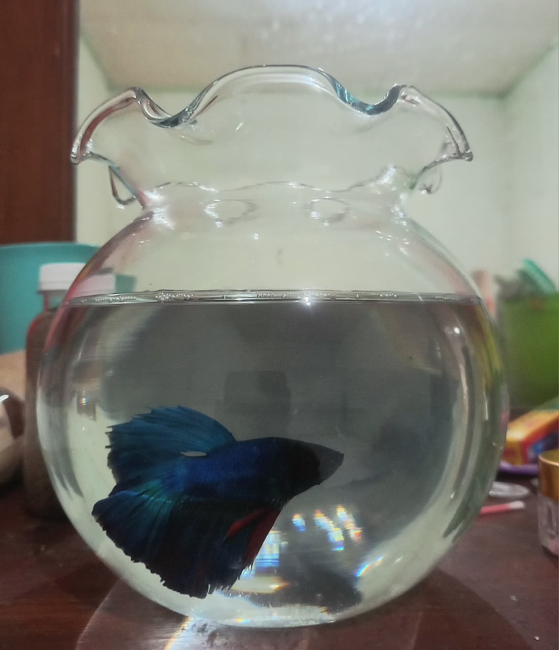 Tak Takut Sendiri: Pelajaran Kehidupan dari Seekor Ikan Cupang