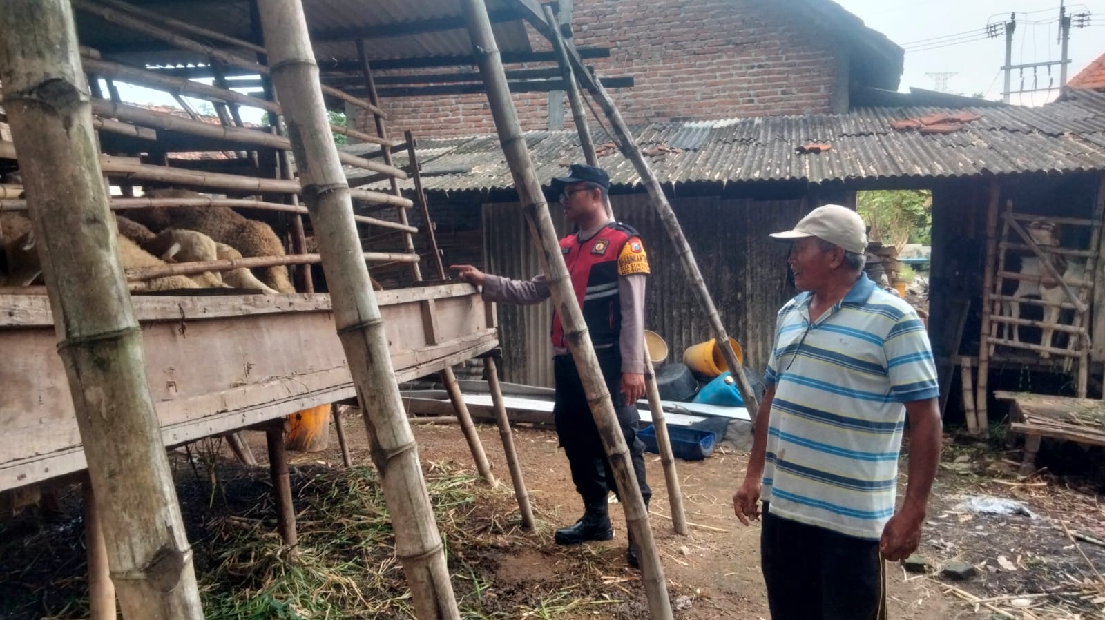 Bhabinkamtibmas Cek Perkembangan Ternak Kambing di Sukodono, Dukung Program Ketahanan Pangan Nasional