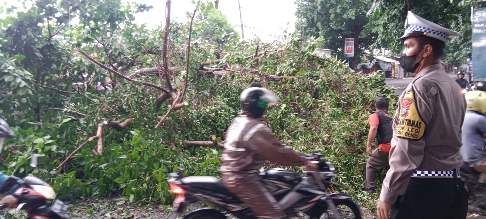 Polsek Balongbendo, Koramil dan BPBD Gotong Royong Evakuasi Pohon Tumbang di Jalan Raya Jabaran