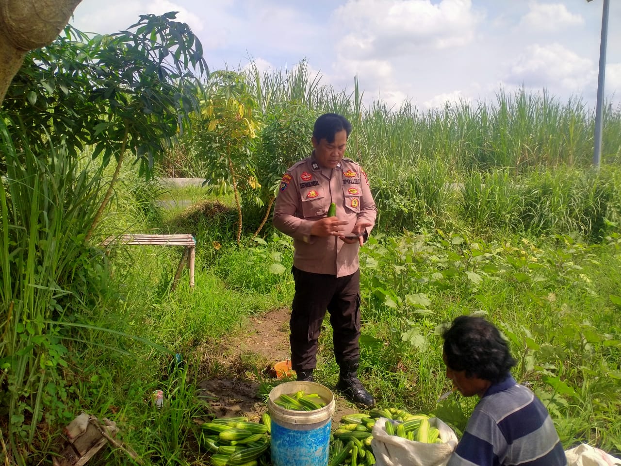 Kanit Binmas Polsek Prambon Dampingi Warga Panen Krai
