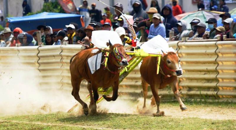 Dibanjiri Ribuan Penonton, Pasangan Sapi Kerap Berlian Sonar Gaet Piala Begilir Bupati Bangkalan