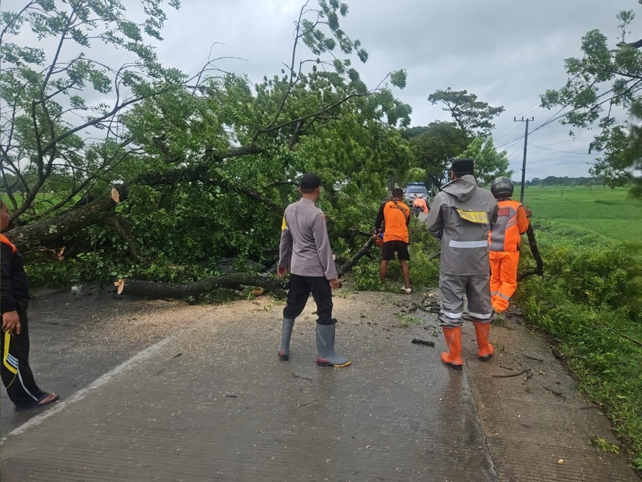 Polsek Paron Evakuasi Pohon Tumbang, Arus Lalin di Ngawi Kembali Lancar