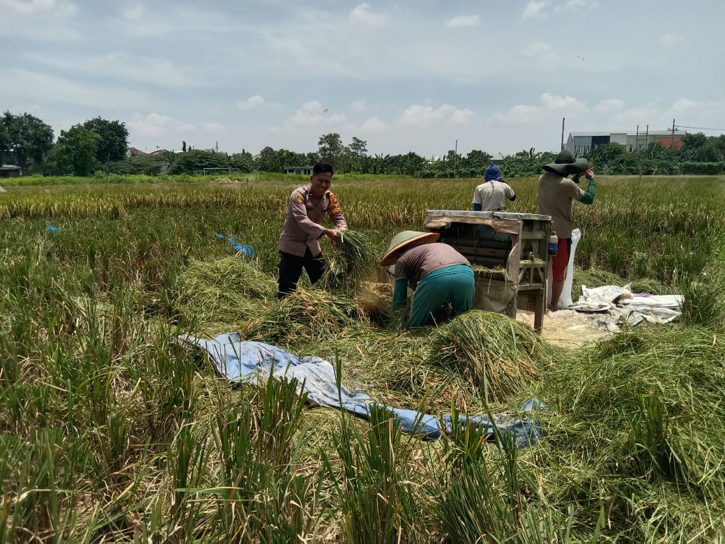 Bhabinkamtibmas Panen Padi Bersama Warga Banjarsari