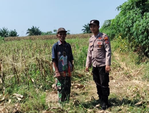 Polisi Gencarkan Patroli Ketahanan Pangan Perkebunan Jagung