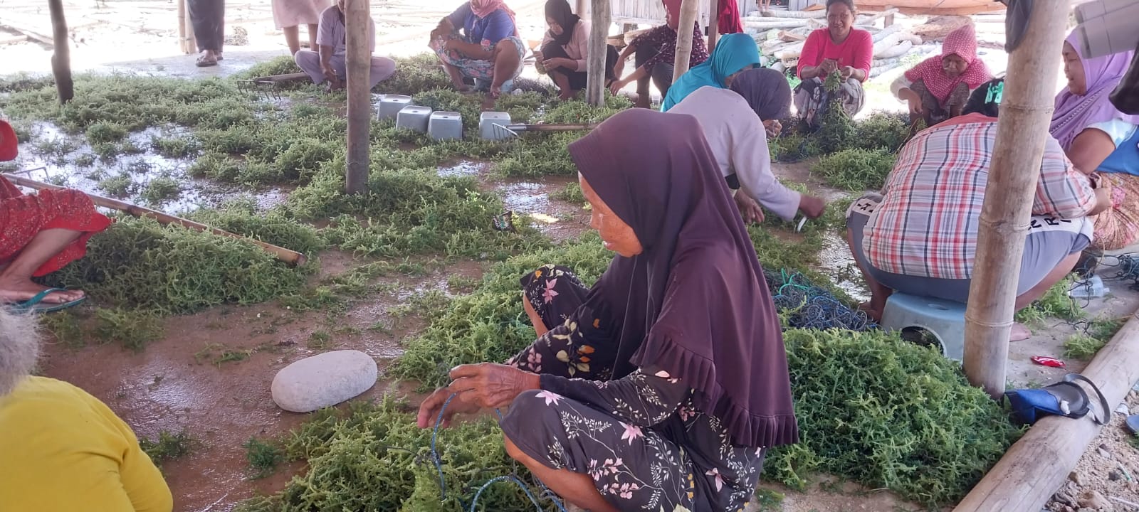 Optimalisasi Budidaya Rumput Laut, DKP Jatim Buka Peluang Investasi