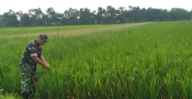 Babinsa Kemangsen Balongbendo Dukung Program Ketahanan Pangan Presiden Prabowo