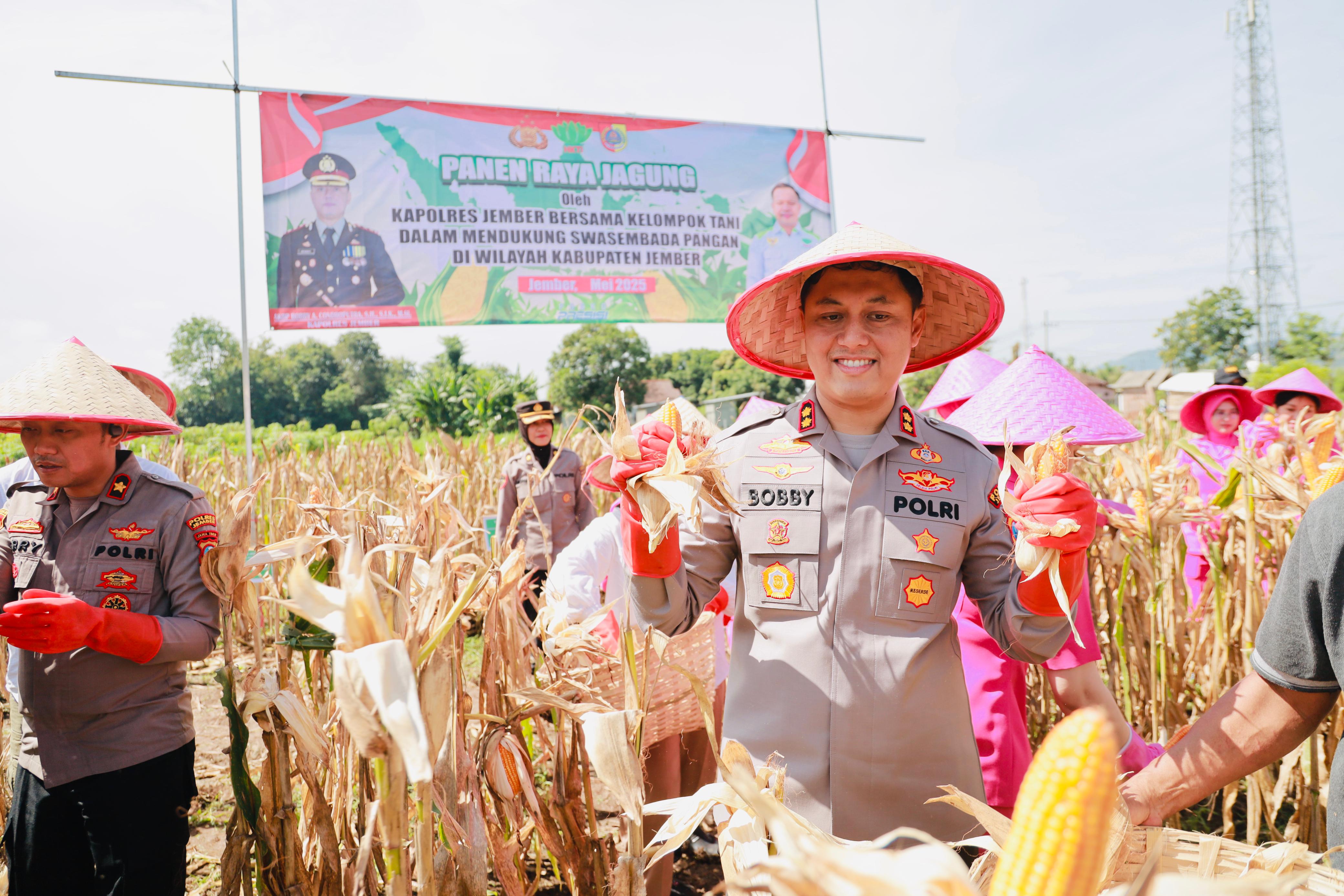 Kapolres Jember dan Bulog Gelar Panen Raya Jagung Bersama