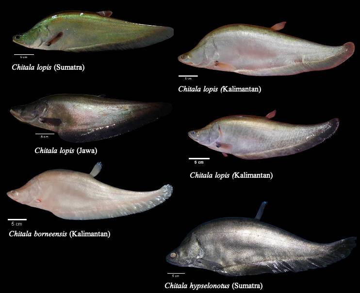 Sempat Dinyatakan Punah, Ikan Belida Lopis Ditemukan Kembali di Jawa