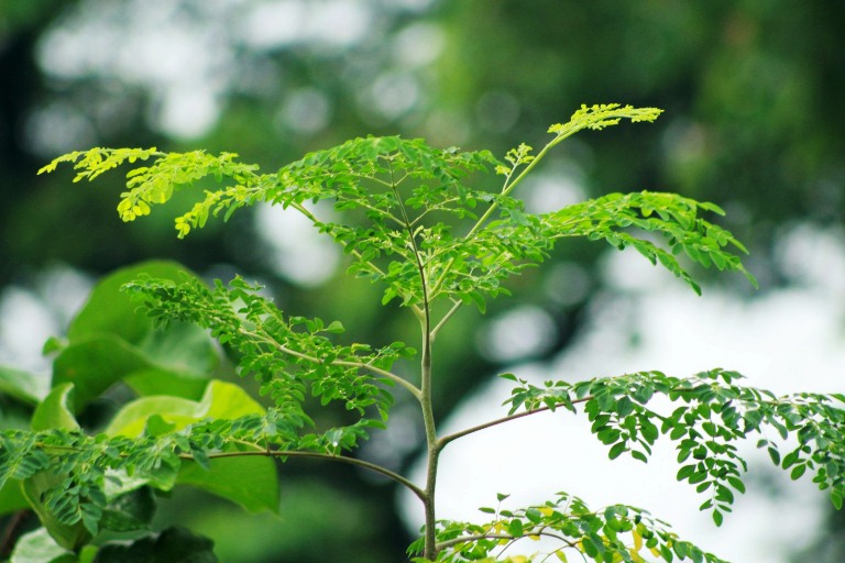 Daun Kelor Tak Hanya Identik Mistis, Ini Manfaat Besarnya untuk Kesehatan dan Lingkungan