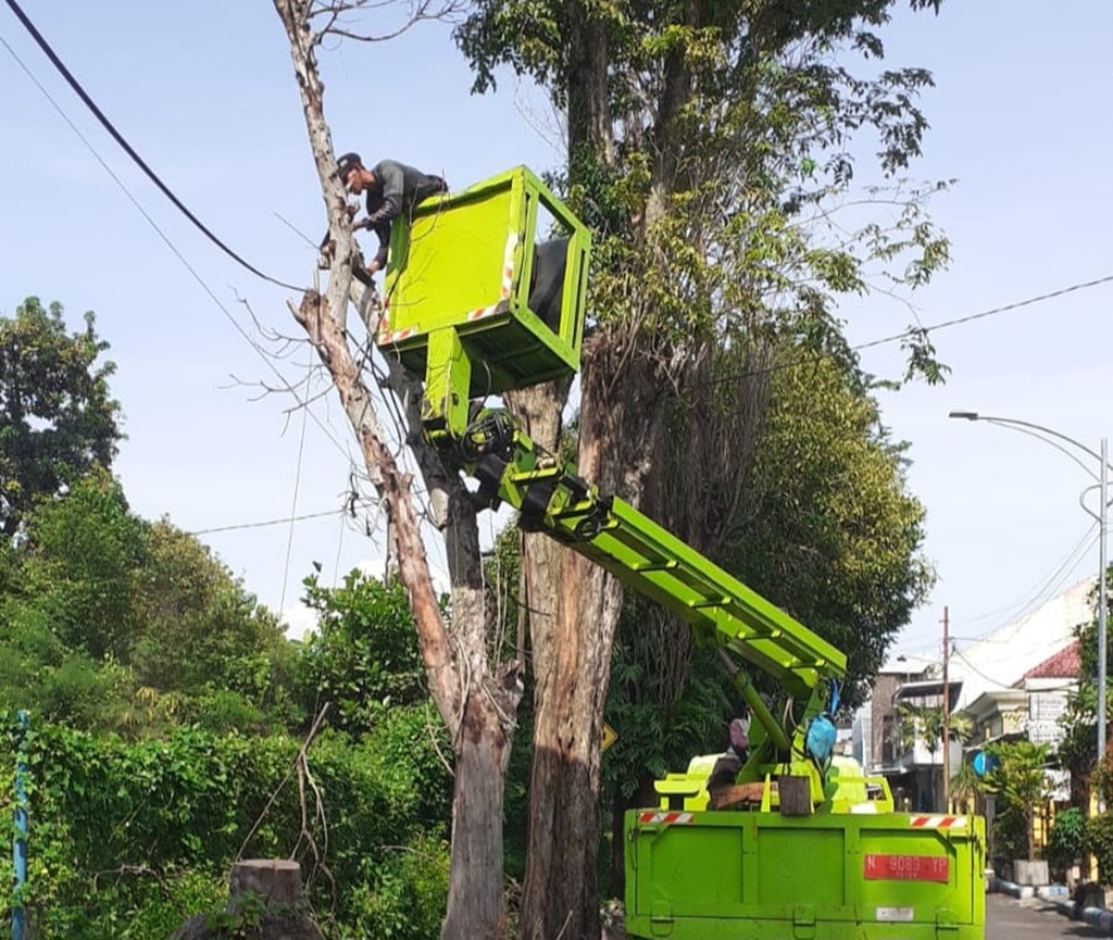 Antisipasi Bahaya Cuaca Ekstrem, DLH Lumajang Rapikan Pohon di Titik Vital Kota