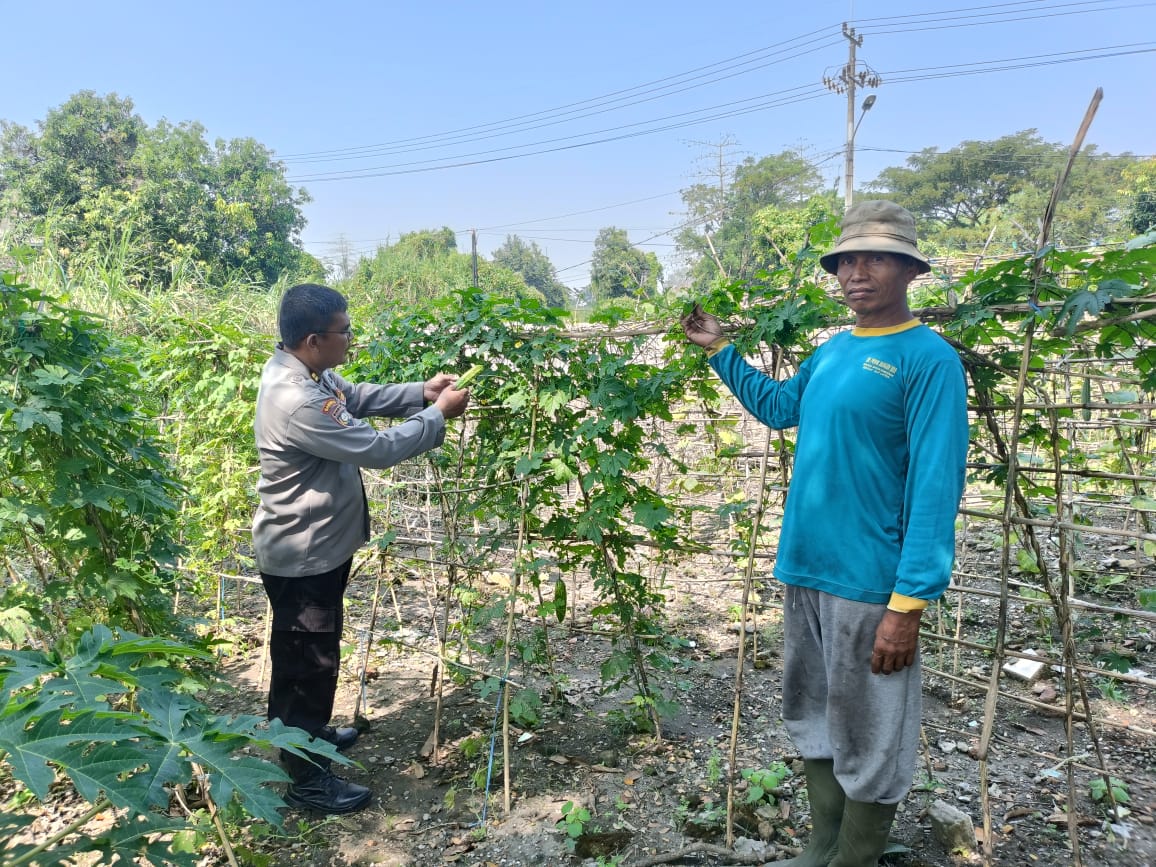 Dukung Ketahanan Pangan, Polsek Porong Dampingi Warga Kelola Pekarangan Pangan Bergizi