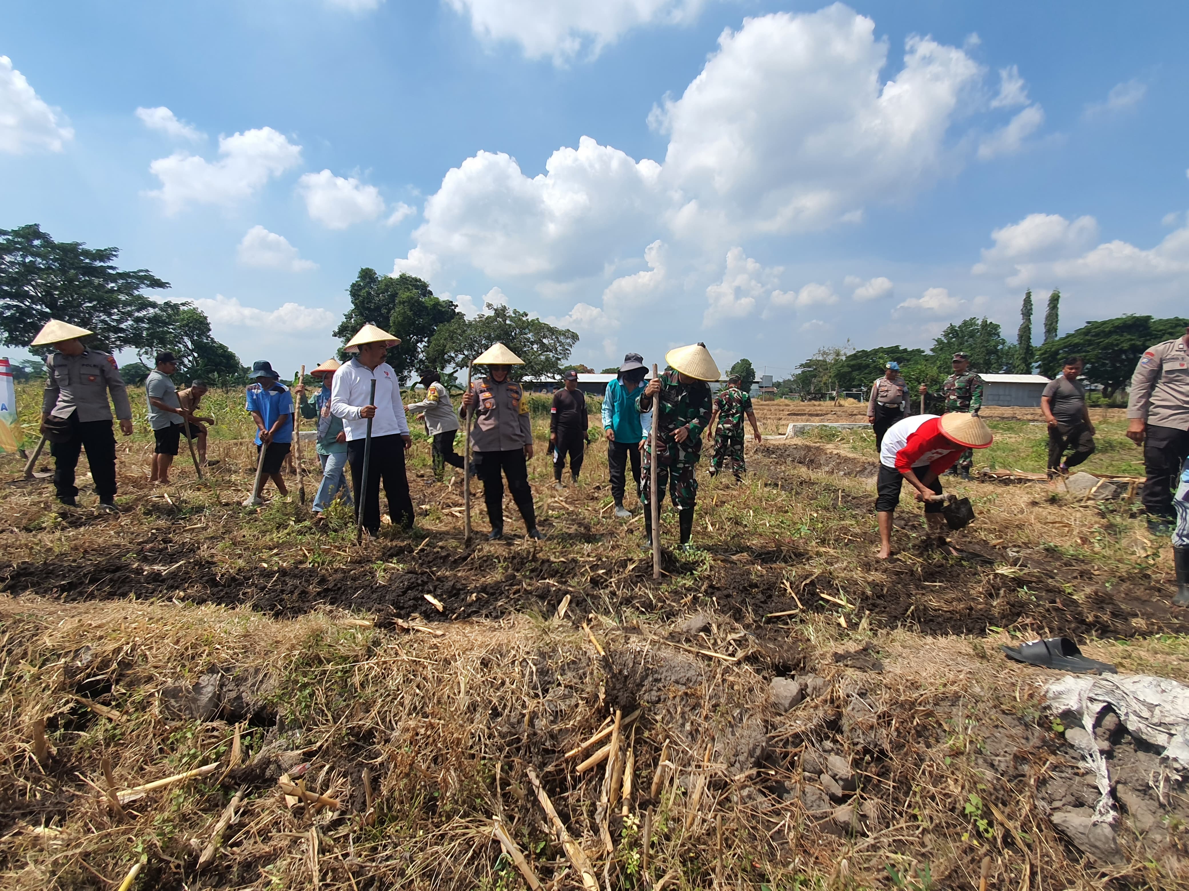 Dukung Swasembada Pangan, Polsek Sukorejo Tanam Jagung di Lecari