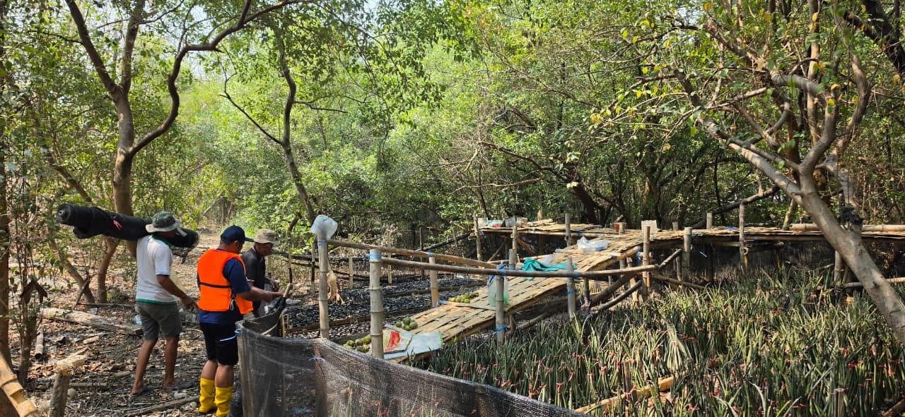 Rehabilitasi Pesisir, TPS Siapkan 15.000 Bibit Mangrove