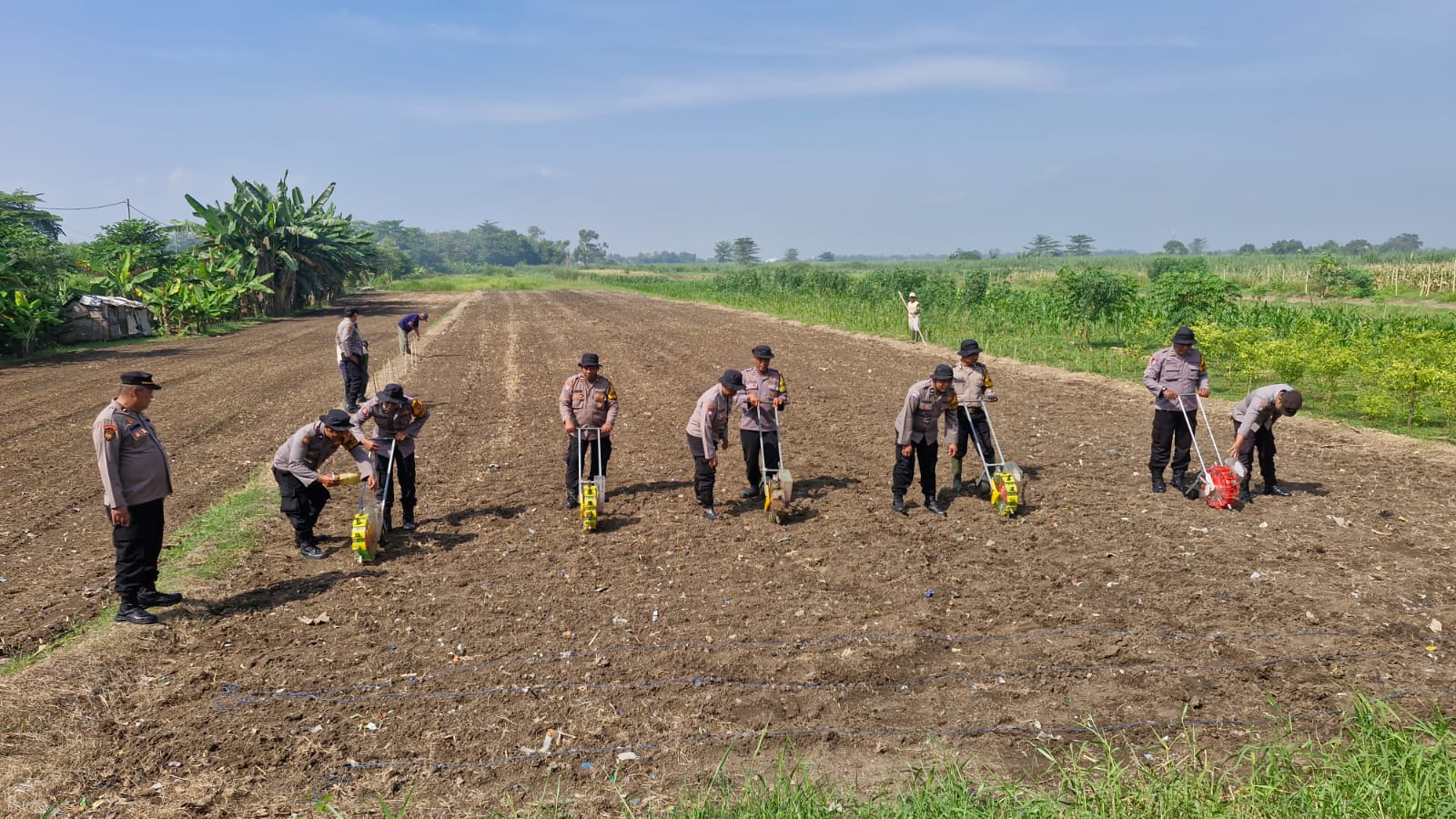 Polsek Balongbendo Tanam Bibit Jagung Serentak untuk Sukseskan Ketahanan Pangan