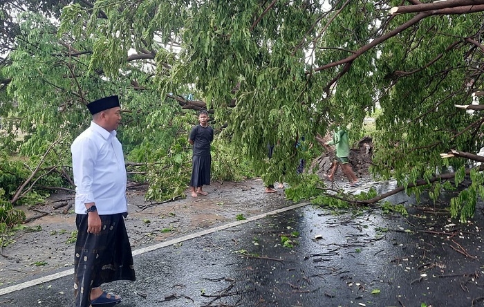 Bupati Rio Tinjau Dua Pohon Tumbang di Jalur Pantura Situbondo