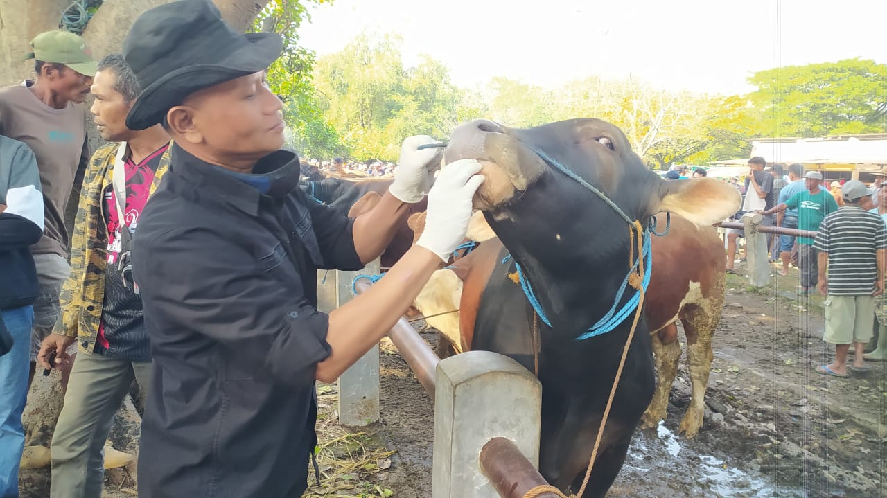Hewan Kurban di Ngawi Dipastikan Sehat Jelang Iduladha 1446 H