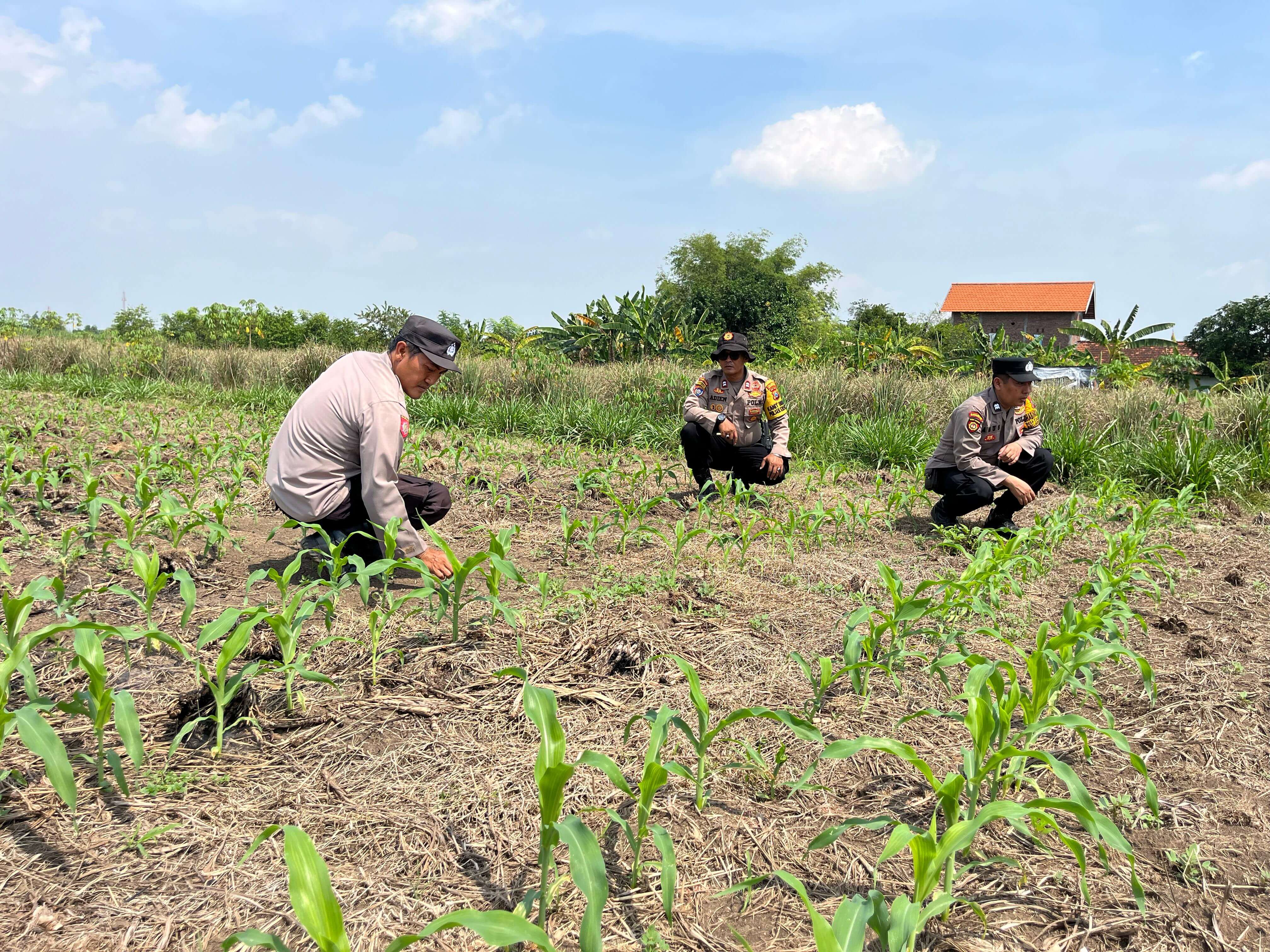 Polsek Krembung Siapkan Lahan Jagung Wonomlati untuk Percontohan Ketahanan Pangan