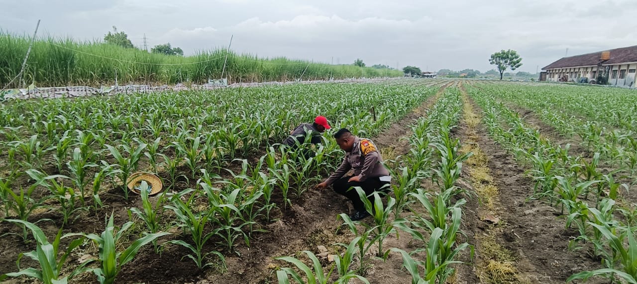 Polsek Tarik Dukung Program Ketahanan Pangan Nasional