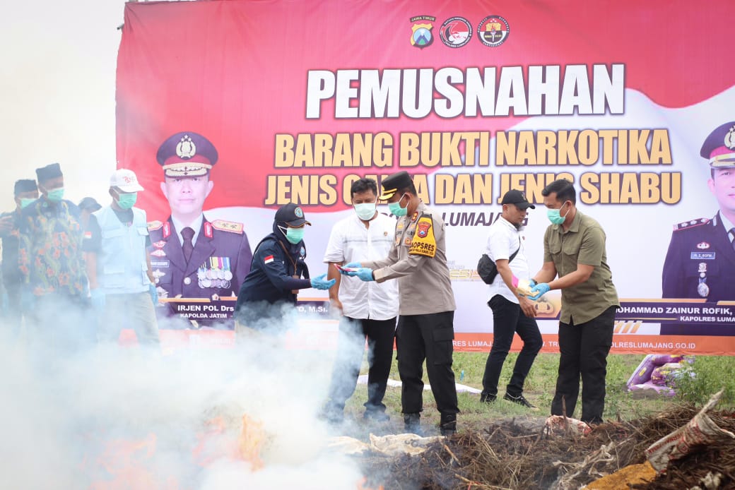 Polres Lumajang Musnahkan Puluhan Ribu Batang Ganja di Lereng Semeru, Pengungkapan Terbesar di Pulau Jawa