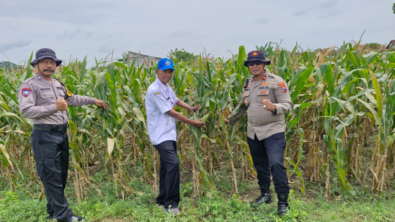 Sinergitas Dukung Ketahanan Pangan Melalui Tanam Jagung di Desa Seduri