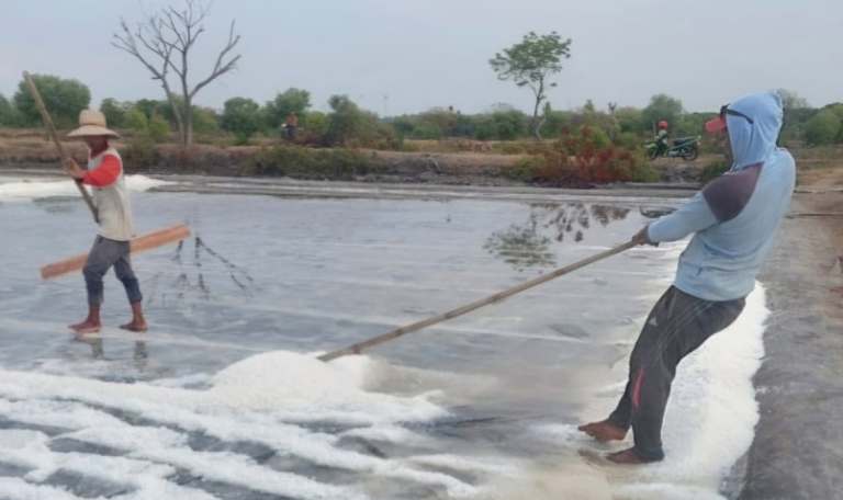 Petani Garam Pasuruan Harap Panen di Tengah Cuaca Tak Menentu