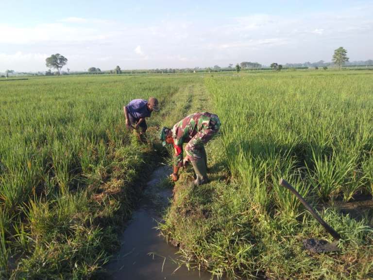 Babinsa Nogosari dan Warga Lumajang Kompak Bersihkan Irigasi Dukung Pertanian